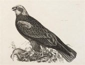 * (ORNITHOLOGY) SELBY JOHN PRI