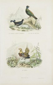 (ORNOTHOLOGY FRENCH) TRAVIES E