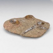 ORTHOCERAS AND AMMONITE COMPOS