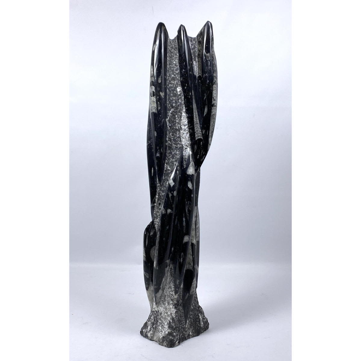 Orthoceras Fossil Formation