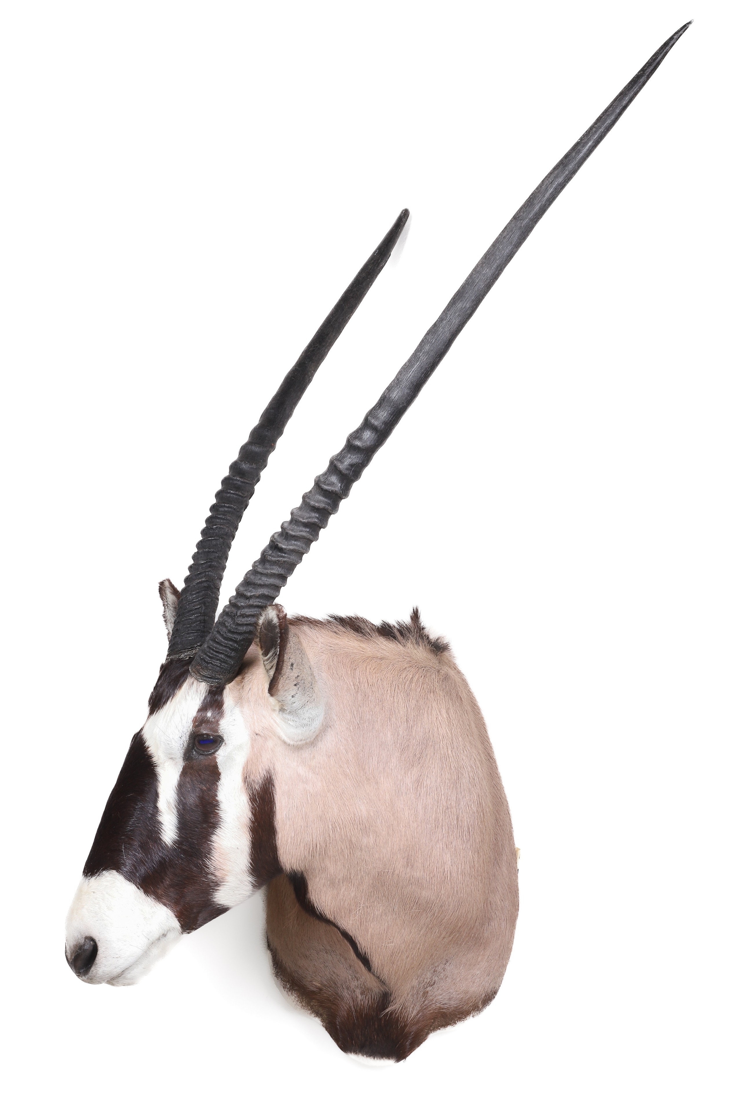 Oryx Gemsbok Shoulder Mount,