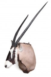 Oryx Gemsbok Shoulder Mount, d