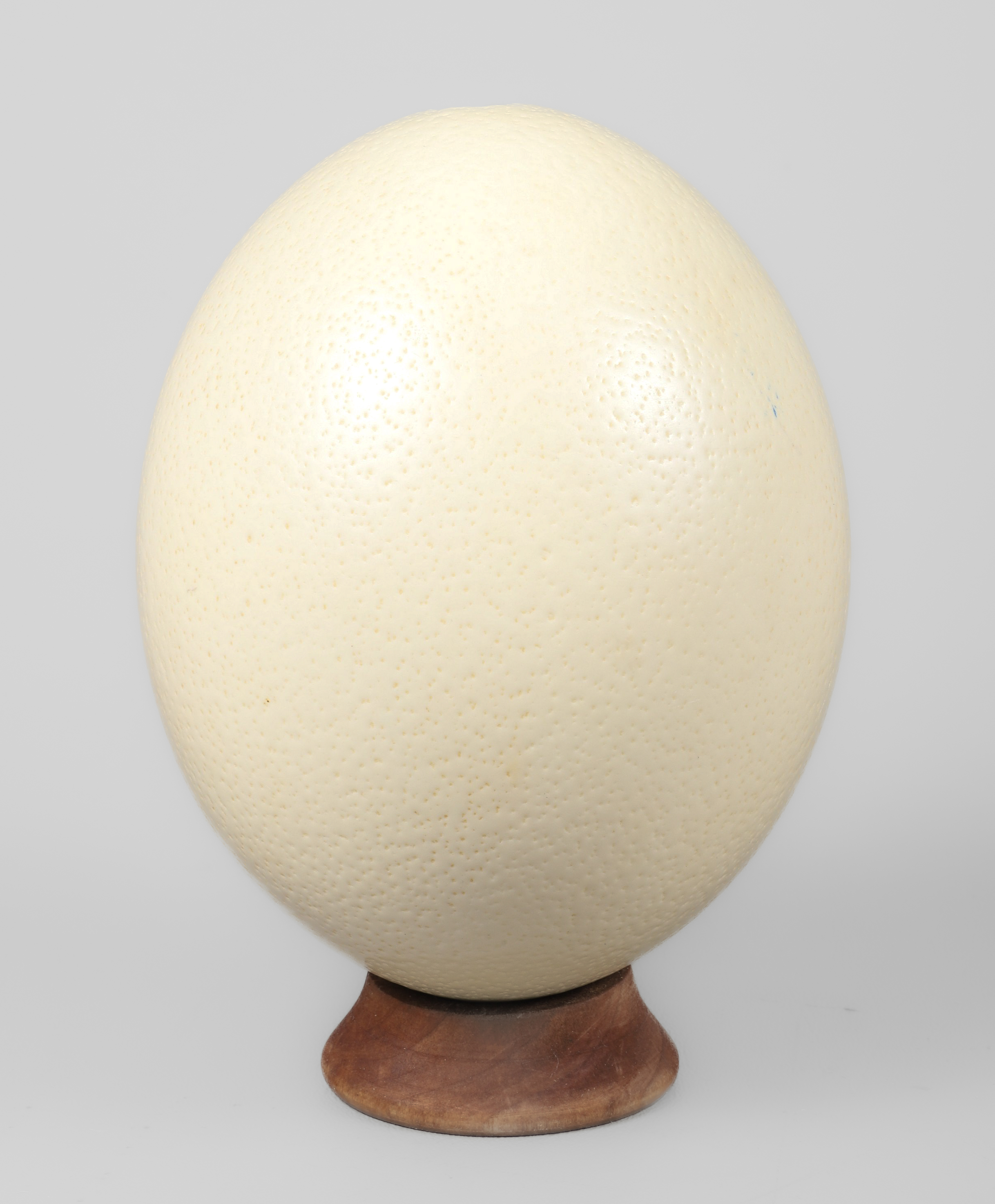 Ostrich egg with wood stand, 7" h