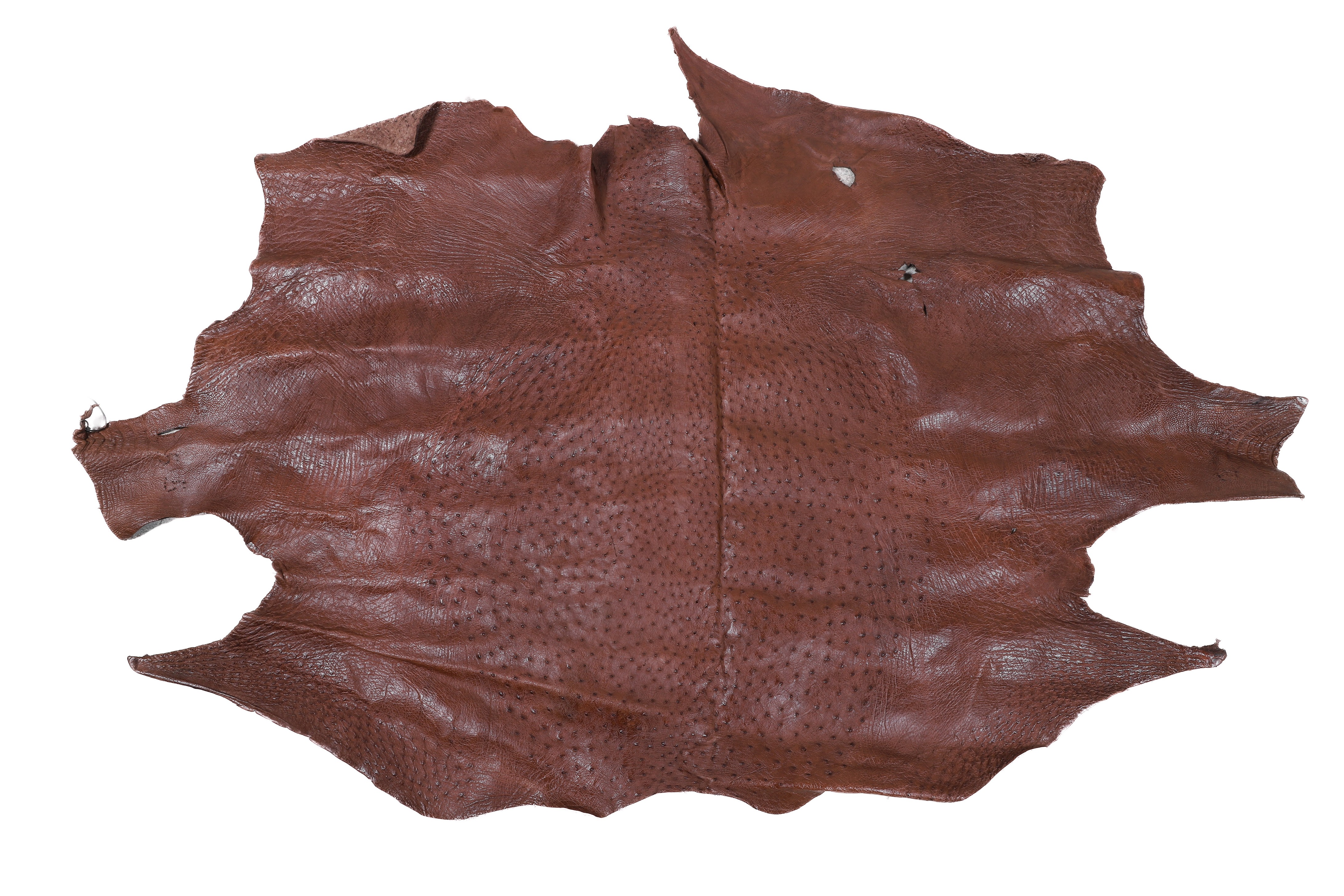 Ostrich flat skin leather tan, with