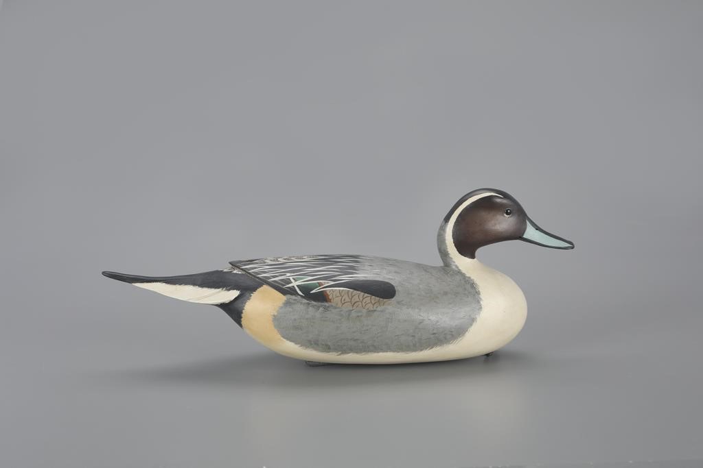 OUTSTANDING PINTAIL DRAKERobert