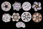 OYSTER PLATE COLLECTION Group