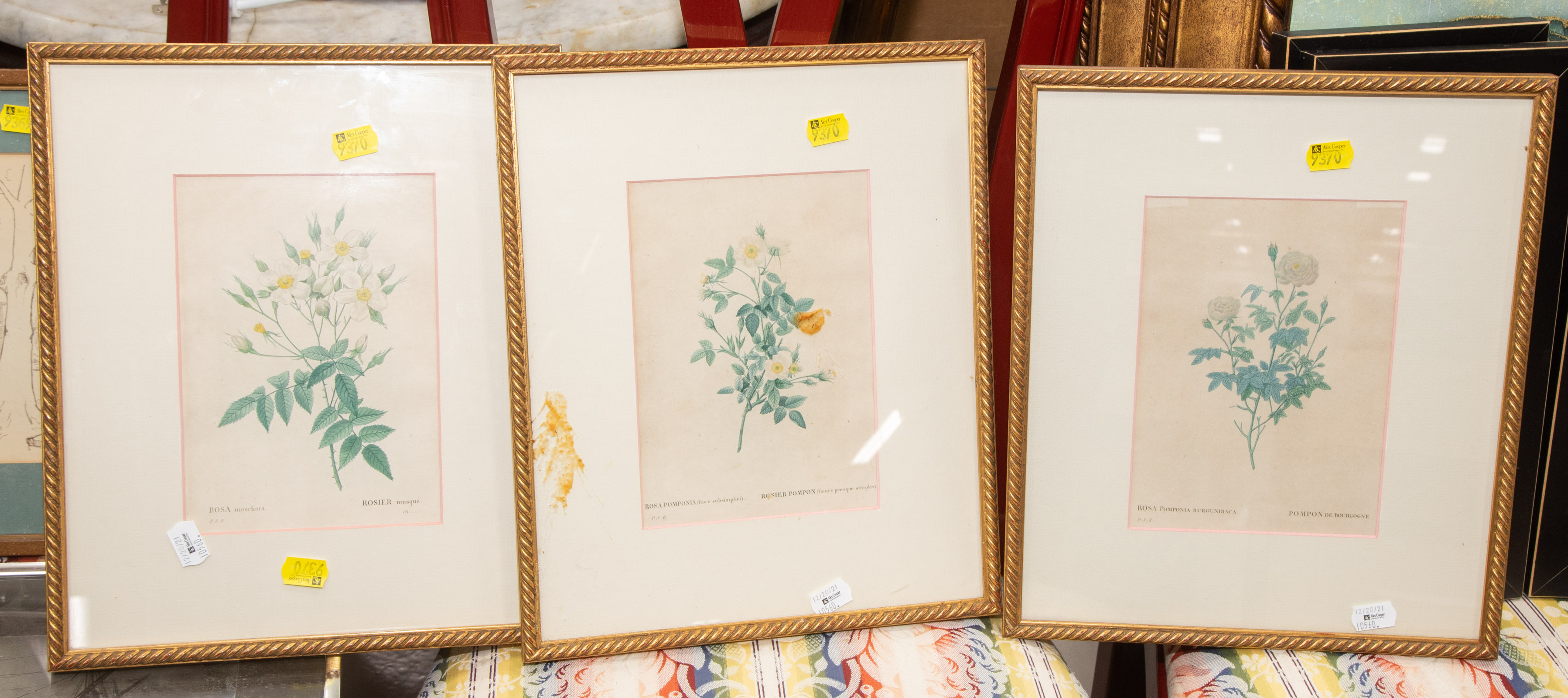 P. J. REDOUTE. THREE ROSE PRINTS,