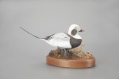 PADDLING LONG-TAILED DRAKEJohn