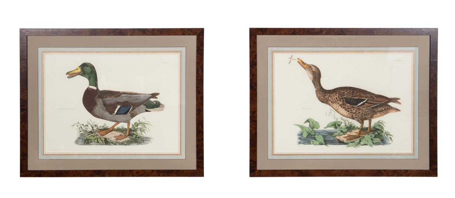 PAIR 19TH C. DUCK ENGRAVINGS