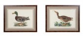 PAIR 19TH C. DUCK ENGRAVINGS A