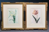 PAIR BOTANICAL CHROMOLITHOGRAP