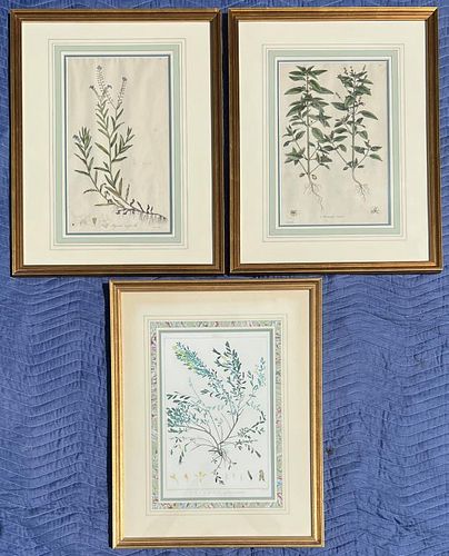 PAIR BOTANICAL ENGRAVINGS & REDOUTE