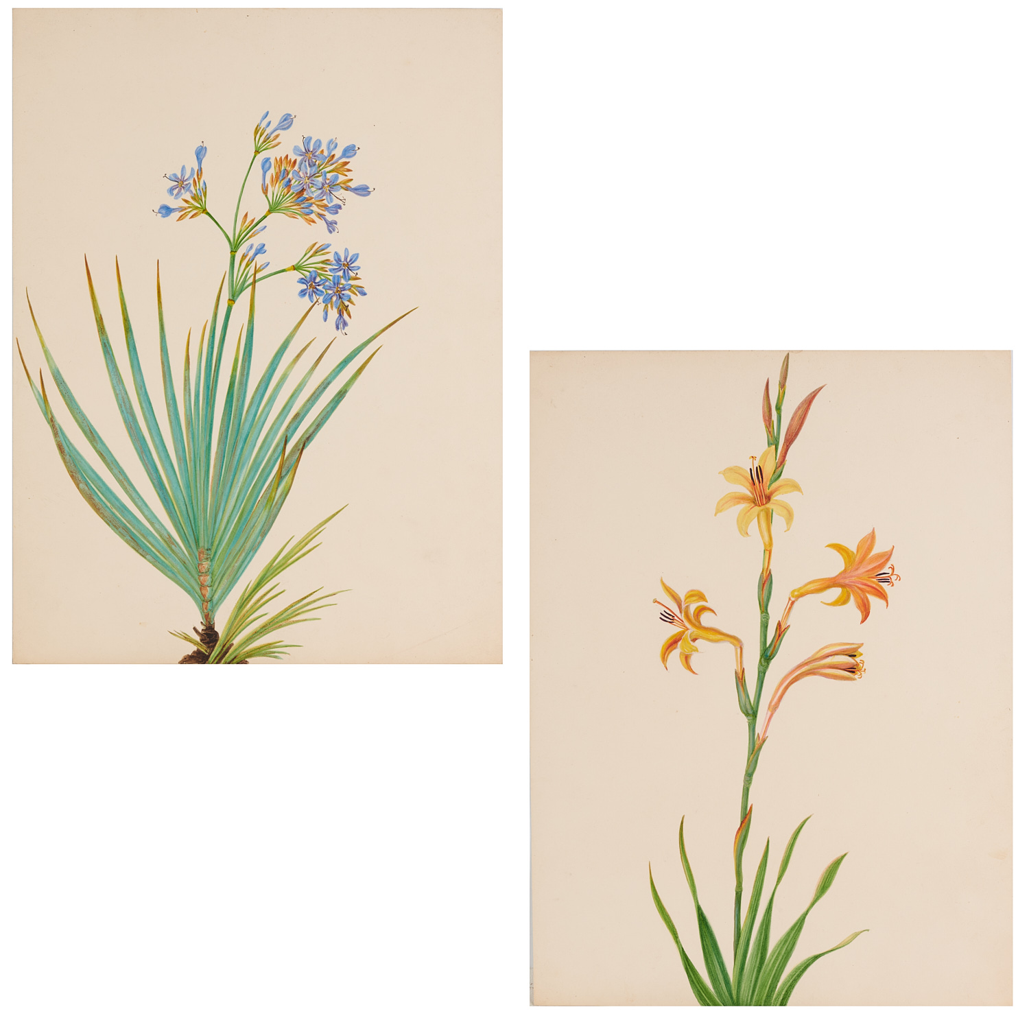 PAIR BOTANICAL WATERCOLORS
