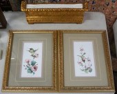 PAIR COLOR PRINTS OF ANNA'S HU