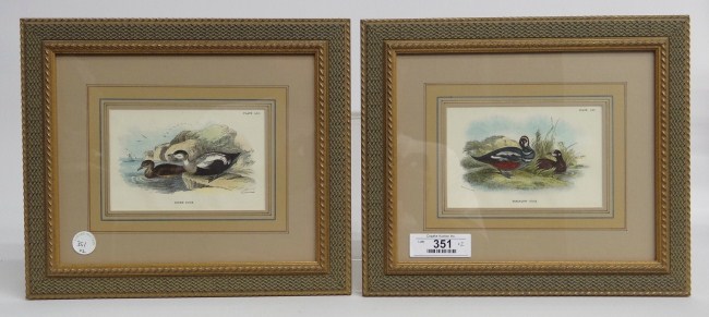 Pair duck prints ''Rider Duck'' and