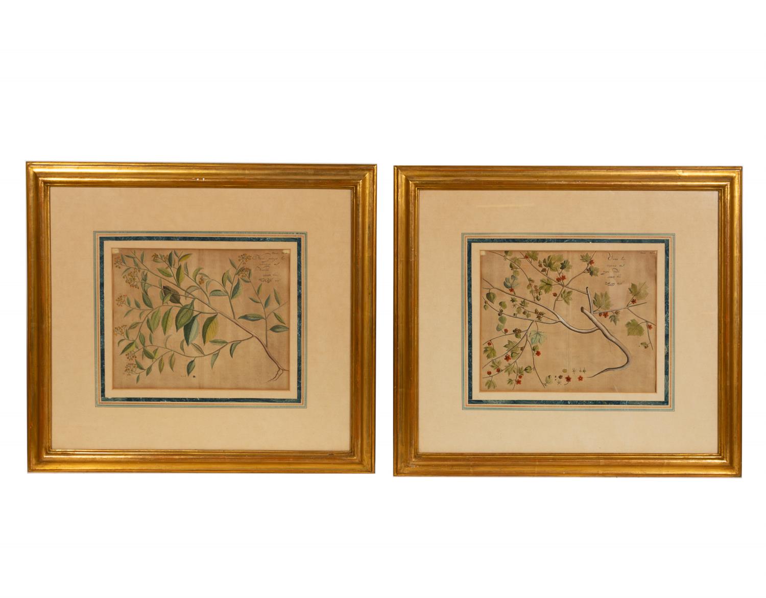 PAIR, FRENCH BOTANICAL