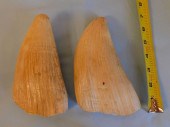 PAIR HUGE RAW WHALE TEETHPair