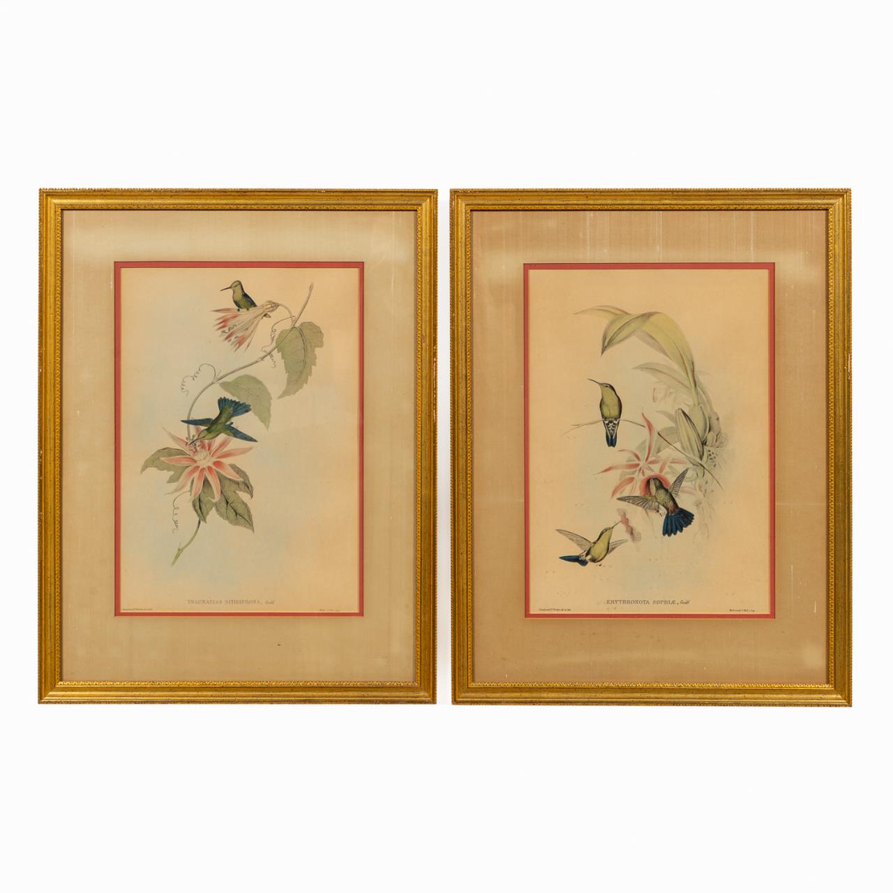PAIR, JOHN GOULD HUMMINGBIRD