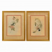 PAIR, JOHN GOULD HUMMINGBIRD P