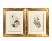 PAIR, JOHN GOULD HUMMINGBIRDS,