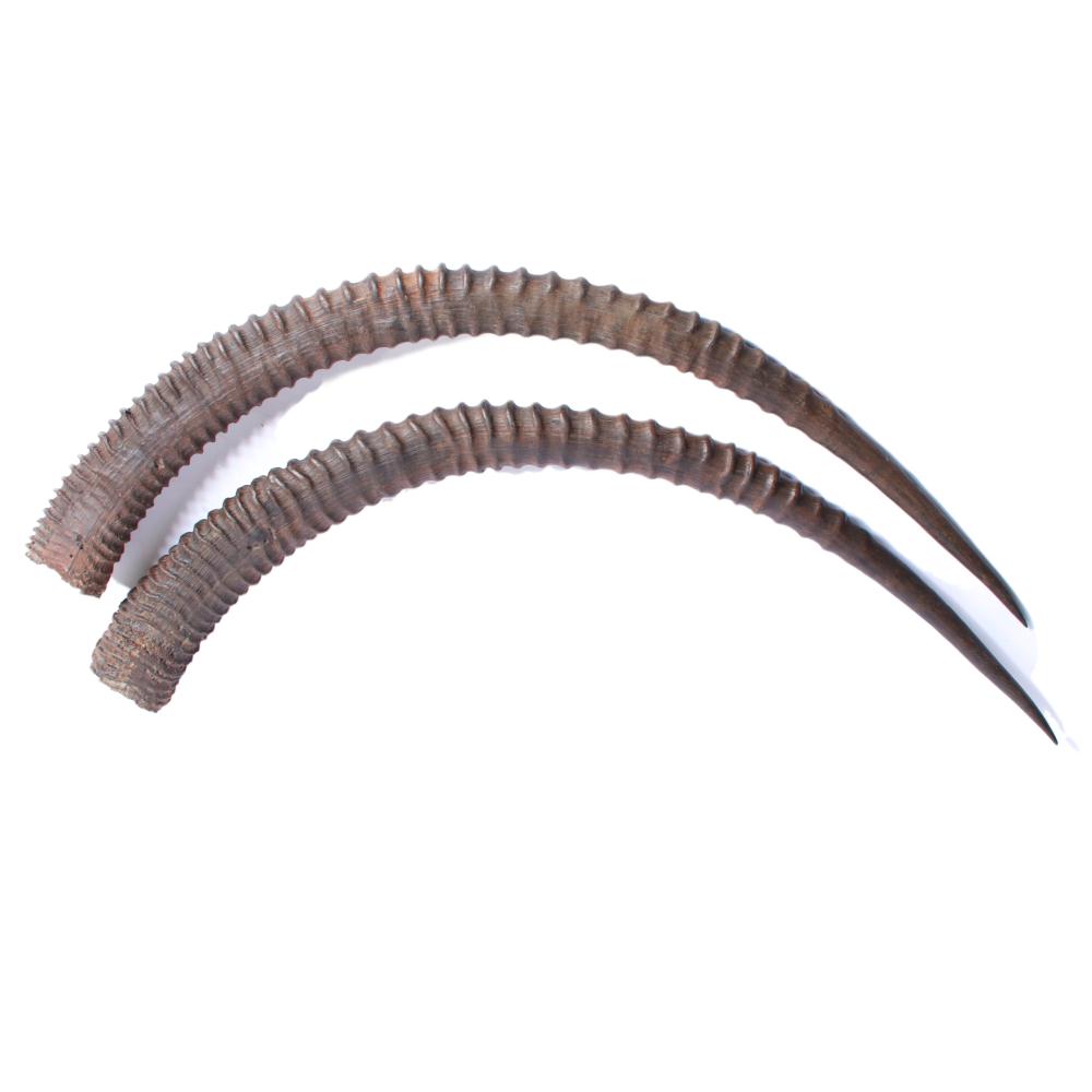 PAIR LARGE AFRICAN IMPALA /