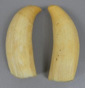 PAIR LARGE RAW WHALE TEETHPair