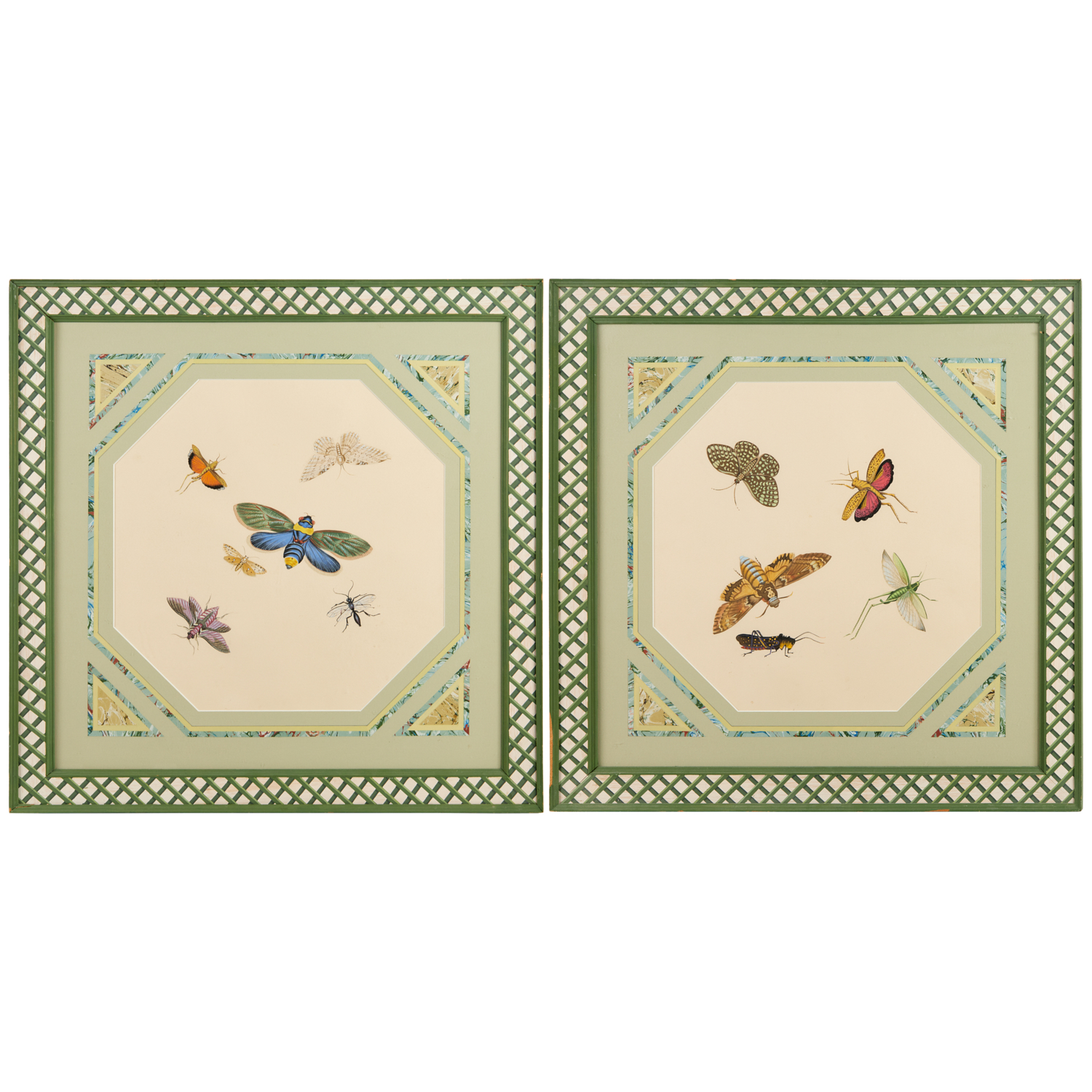 PAIR MOTH & INSECT STUDIES,