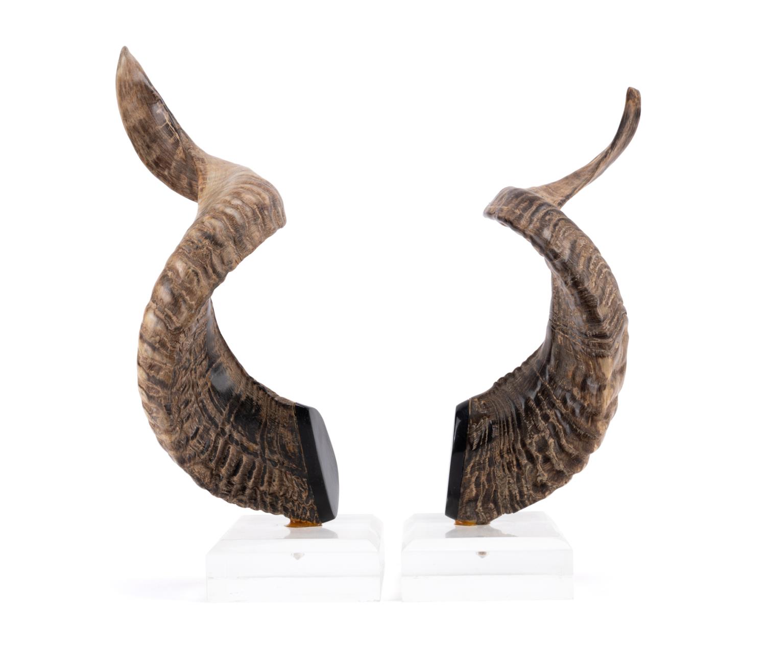 PAIR MOUNTED RAM'S HORNS ON ACRYLIC