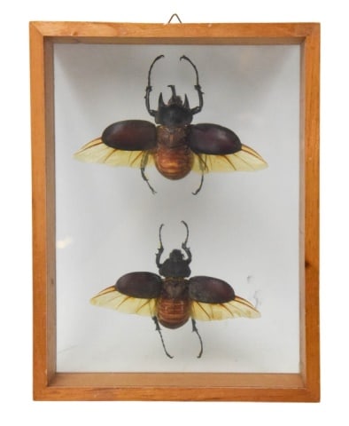 PAIR NATURAL HORNED RHINO BEETLES
