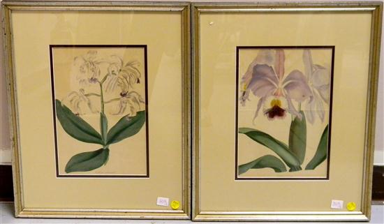 Pair of 20th C. botanical prints of