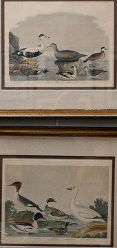 PAIR OF ALEXANDER WILSON (SCOT