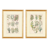 PAIR OF ANTIQUE BOTANICAL ENGR