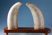 PAIR OF ANTIQUE SCRIMSHAW SPER