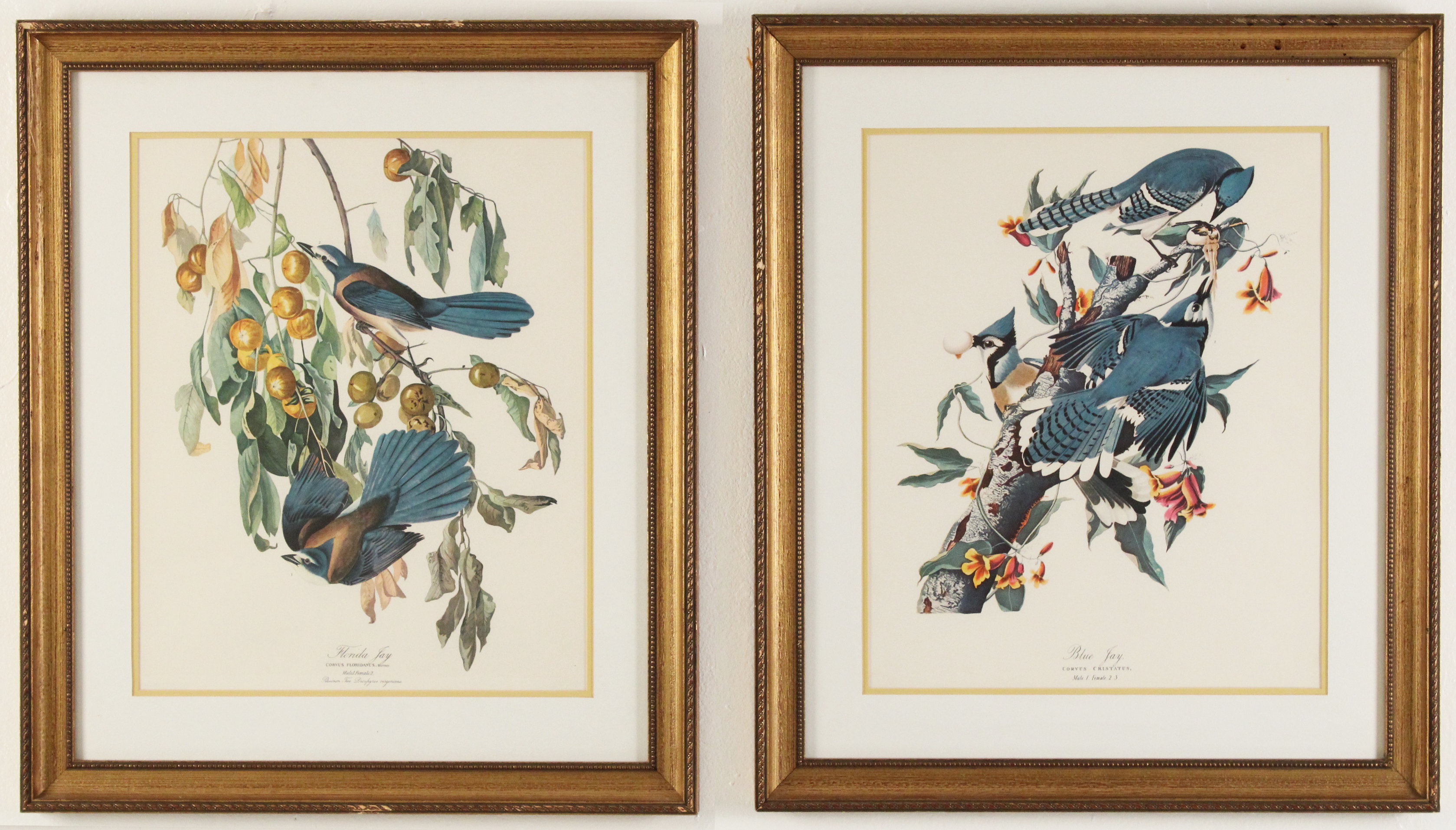 PAIR OF BIRD STUDY PRINTS AFTER