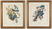 PAIR OF BIRD STUDY PRINTS AFTE