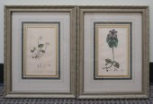 PAIR OF BOTANICAL PRINTS, FRAM