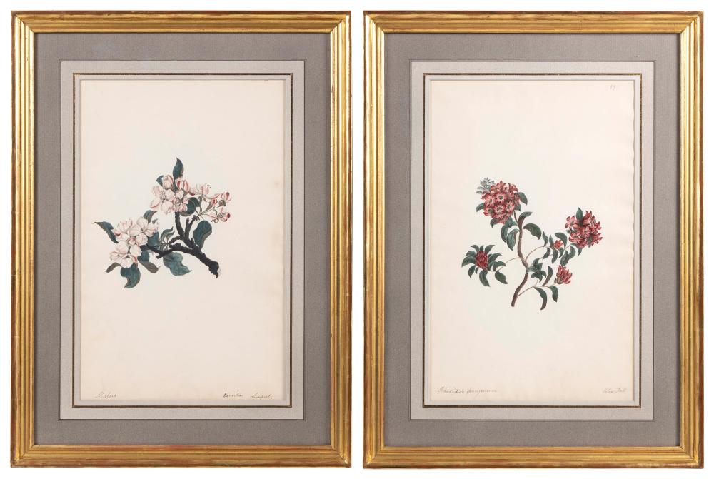 PAIR OF BOTANICAL WATERCOLORS