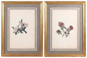 PAIR OF BOTANICAL WATERCOLORS