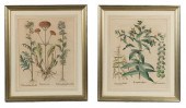 PAIR OF BOTANICALS AFTER BESLE