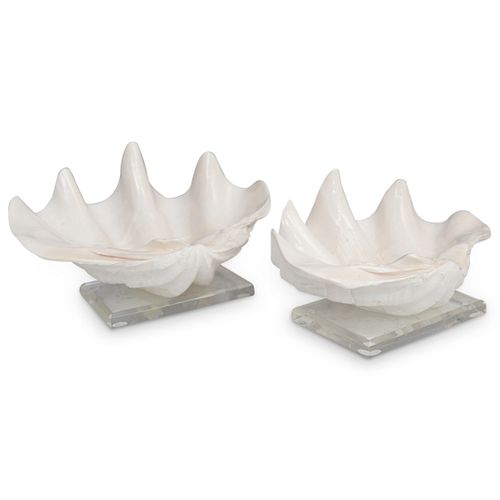 PAIR OF CLAM SHELLSDESCRIPTION: