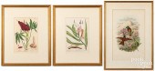 PAIR OF ELIZABETH BLACKWELL BO