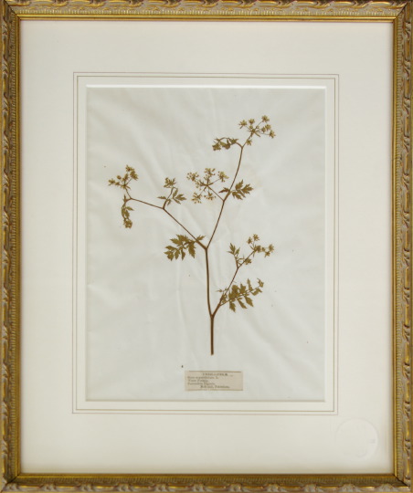 Pair of English Dried Botanical