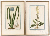 PAIR OF ENGRAVED BOTANICALS, L