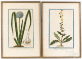 PAIR OF ENGRAVED BOTANICALS, L