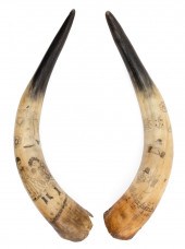 PAIR OF ENGRAVED STEER HORNS D