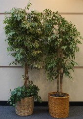 PAIR OF FICUS-TYPE ARTIFICIAL