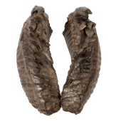 PAIR OF FOSSILIZED MASTADON MO
