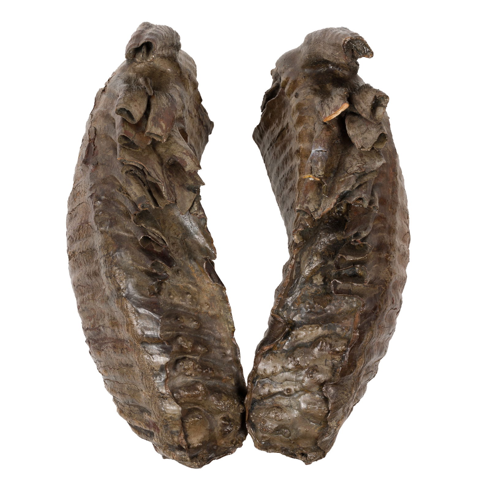 PAIR OF FOSSILIZED MASTADON