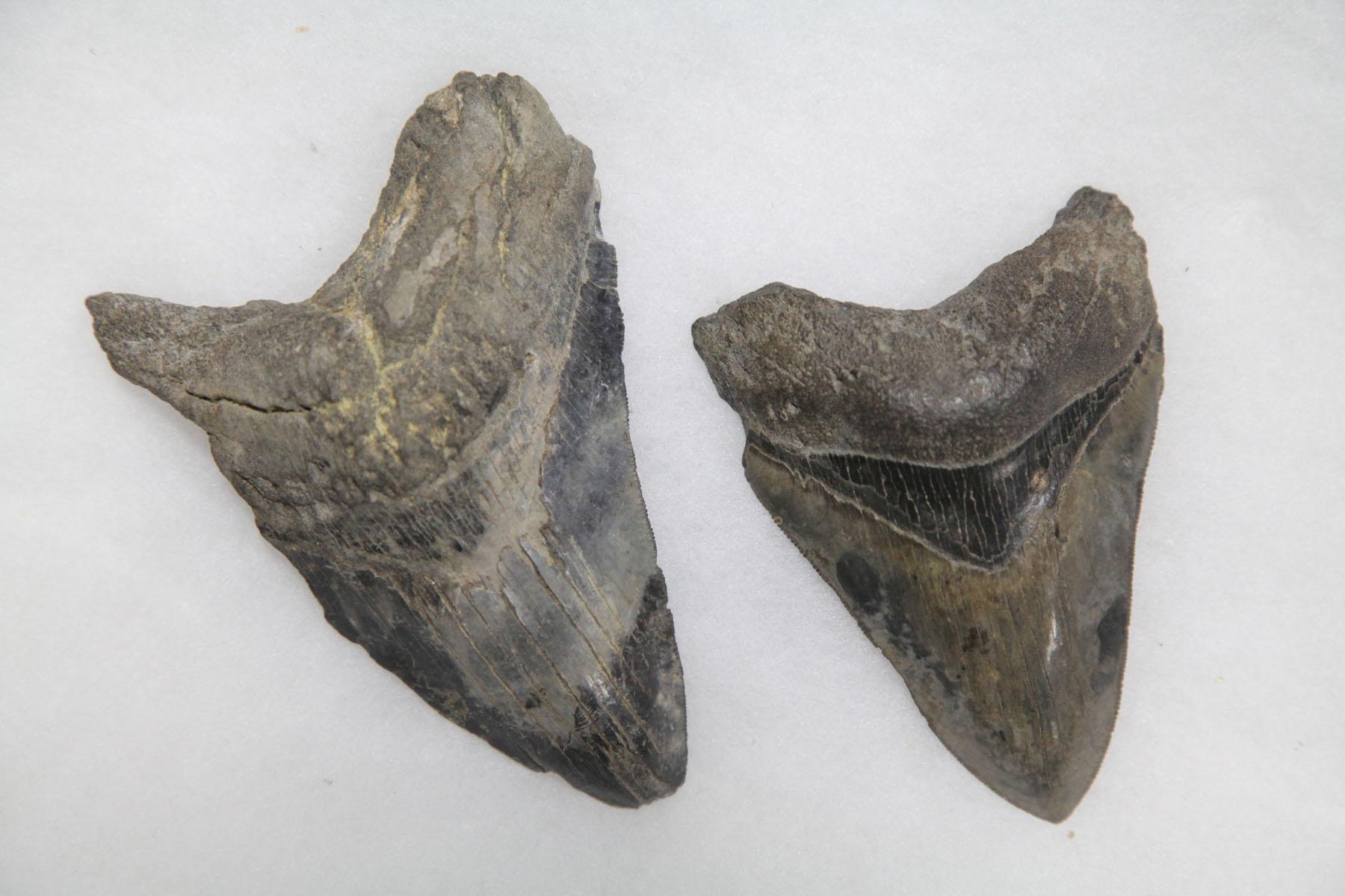 PAIR OF FOSSILIZED TEETH.  Pair