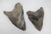 PAIR OF FOSSILIZED TEETH.  Pai